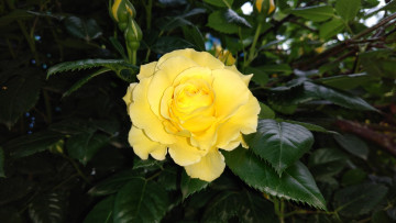 Картинка цветы розы роза