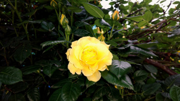 Картинка цветы розы роза