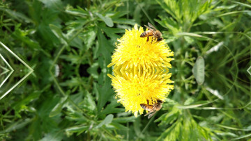 Картинка животные пчелы +осы +шмели пчела одуванчик