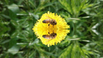 Картинка животные пчелы +осы +шмели пчела одуванчик