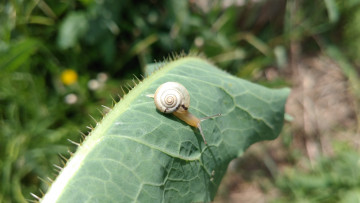 Картинка животные улитки улитка