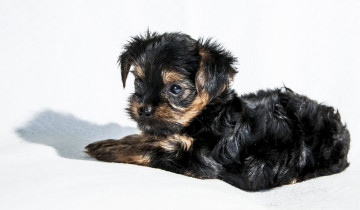 Картинка животные собаки песик