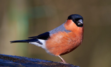 Картинка животные снегири птичка