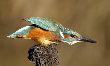 Картинка животные зимородки птичка