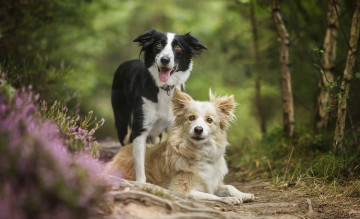 Картинка животные собаки песик