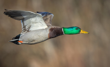 Картинка животные утки птичка