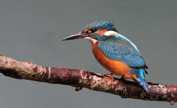 Картинка животные зимородки птичка