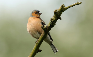 Картинка животные птицы птичка