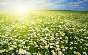 Картинка цветы ромашки поле солнце