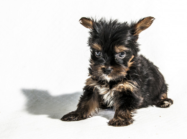 Обои картинки фото животные, собаки, песик