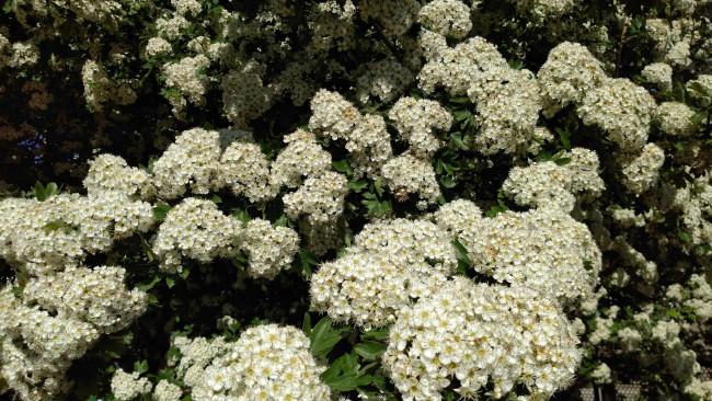 Обои картинки фото цветы, цветущие деревья ,  кустарники, белые