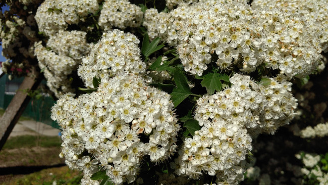 Обои картинки фото цветы, цветущие деревья ,  кустарники, белые