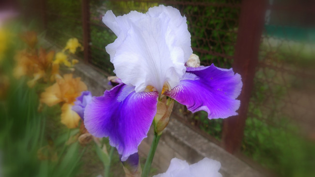 Обои картинки фото цветы, ирисы