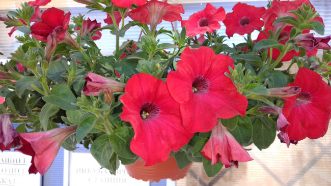Обои картинки фото цветы, петунии,  калибрахоа, красные