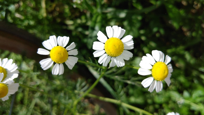 Обои картинки фото цветы, ромашки