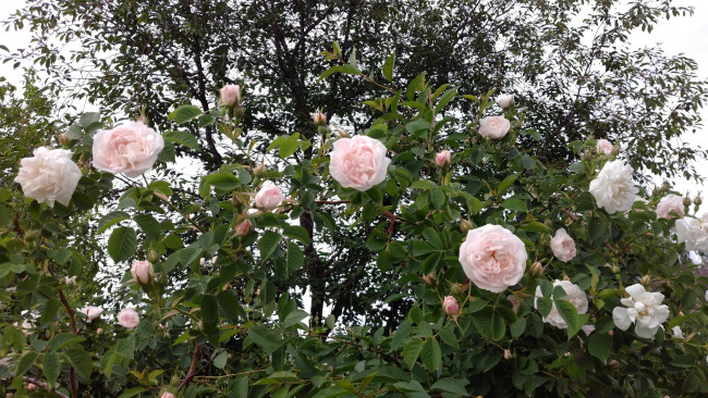 Обои картинки фото цветы, розы