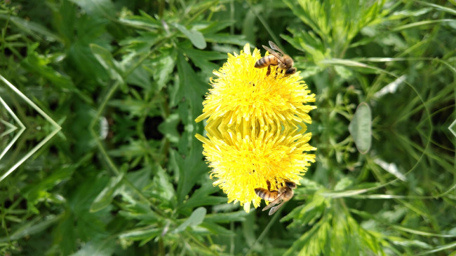 Обои картинки фото животные, пчелы,  осы,  шмели, пчела, одуванчик