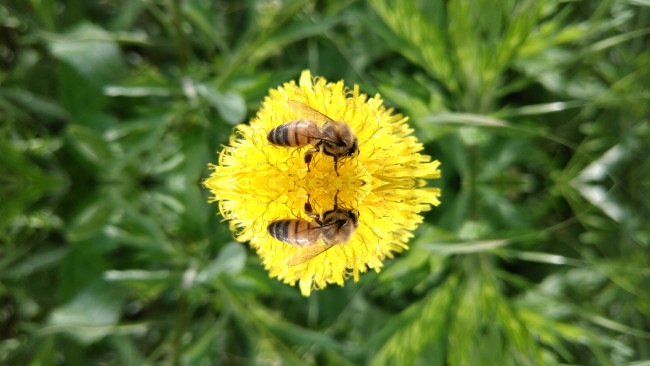Обои картинки фото животные, пчелы,  осы,  шмели, пчела, одуванчик