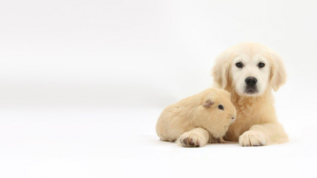 Обои картинки фото животные, разные вместе, морская, свинка, щенок, звери, фото, марк, тэйлор