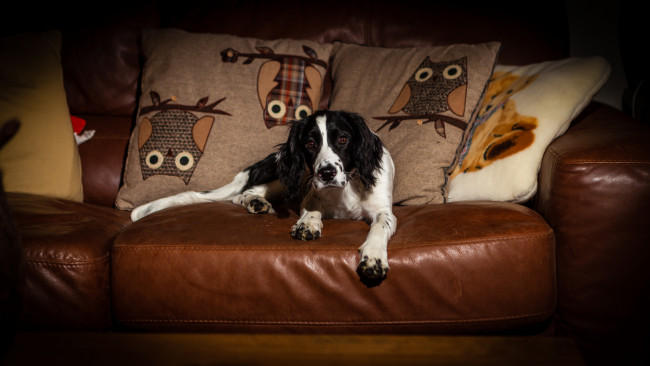 Обои картинки фото животные, собаки, песик