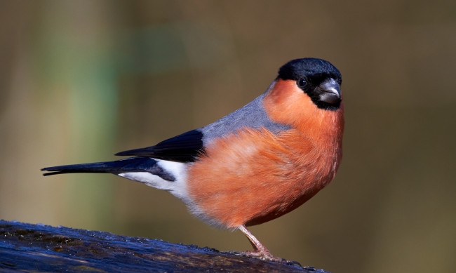 Обои картинки фото животные, снегири, птичка