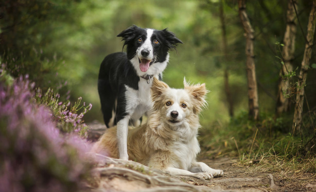 Обои картинки фото животные, собаки, песик