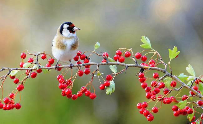 Обои картинки фото животные, щеглы,  чижи, ветка, ягоды, птица, щегол