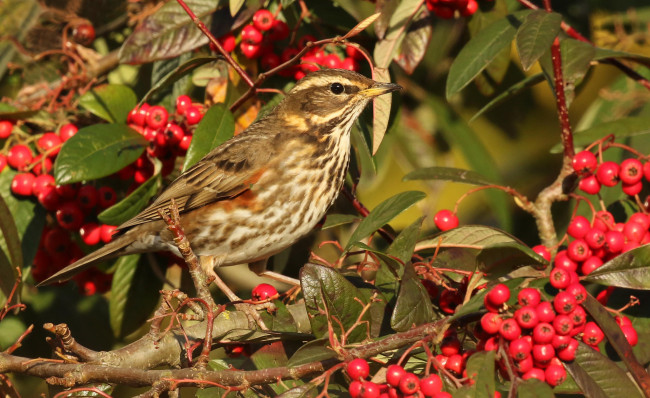 Обои картинки фото животные, птицы, птичка