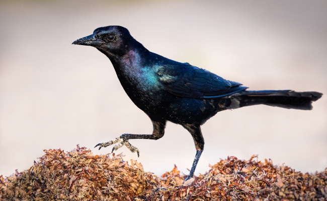 Обои картинки фото животные, птицы, птичка