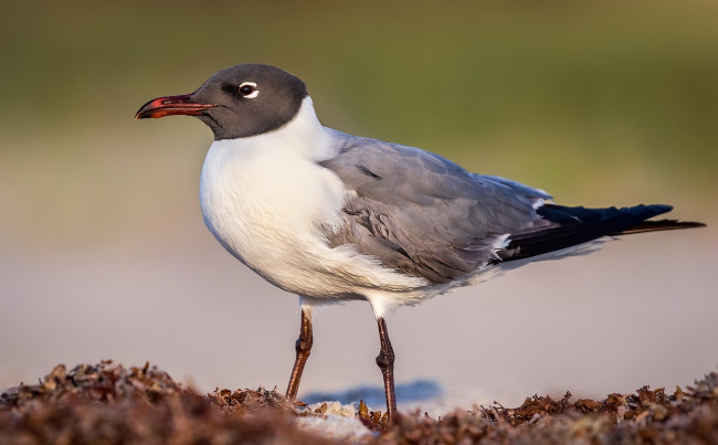 Обои картинки фото животные, Чайки,  бакланы,  крачки, птичка