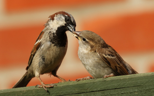 Обои картинки фото животные, воробьи, птичка