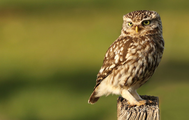 Обои картинки фото животные, совы, птичка