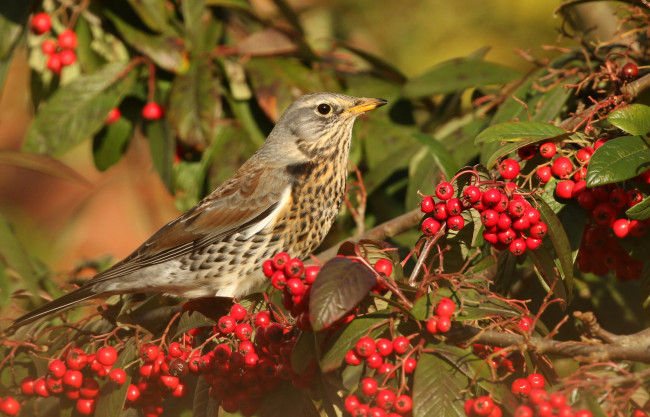 Обои картинки фото животные, птицы, птичка