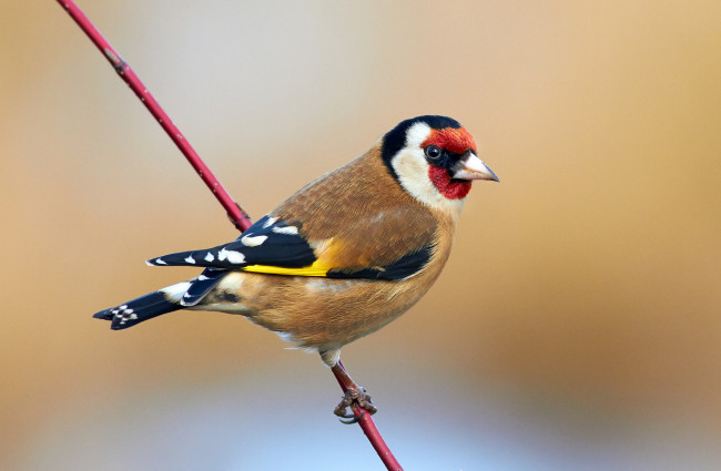 Обои картинки фото животные, щеглы,  чижи, птичка