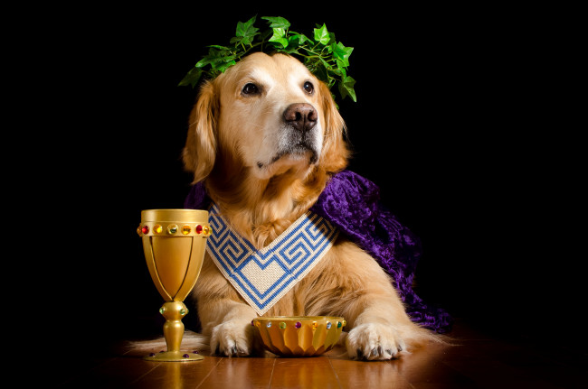 Обои картинки фото животные, собаки, песик