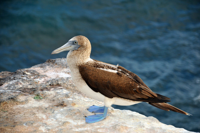 Обои картинки фото животные, Чайки,  бакланы,  крачки, птичка