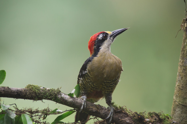 Обои картинки фото животные, дятлы, птичка