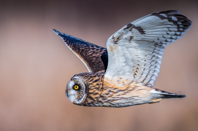 Обои картинки фото животные, совы, птичка