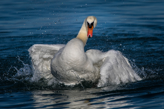 Обои картинки фото животные, лебеди, птичка
