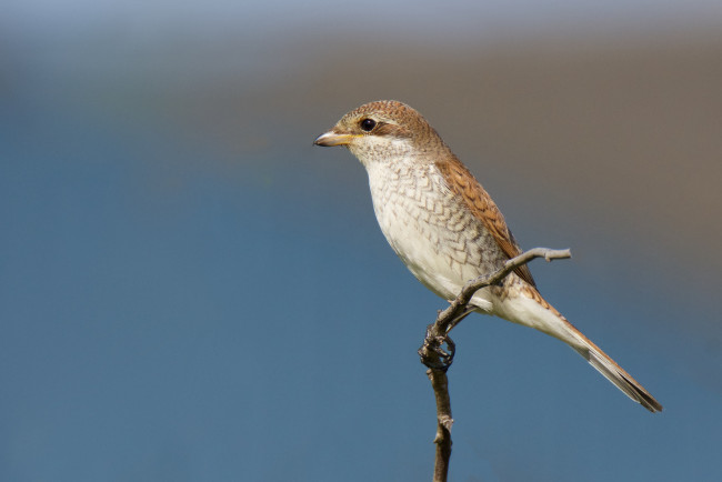 Обои картинки фото животные, птицы, птичка