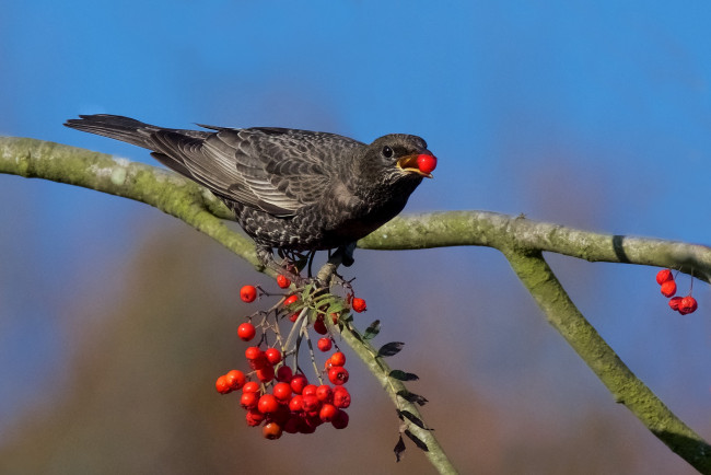 Обои картинки фото животные, птицы, птичка