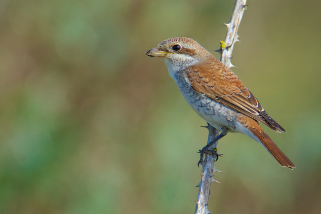 Обои картинки фото животные, птицы, птичка