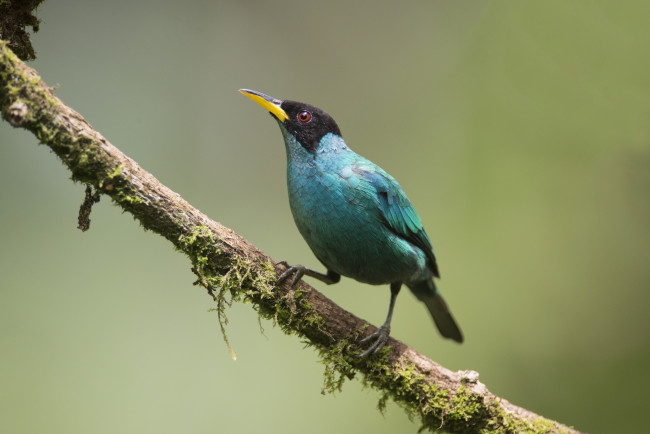 Обои картинки фото животные, птицы, птичка