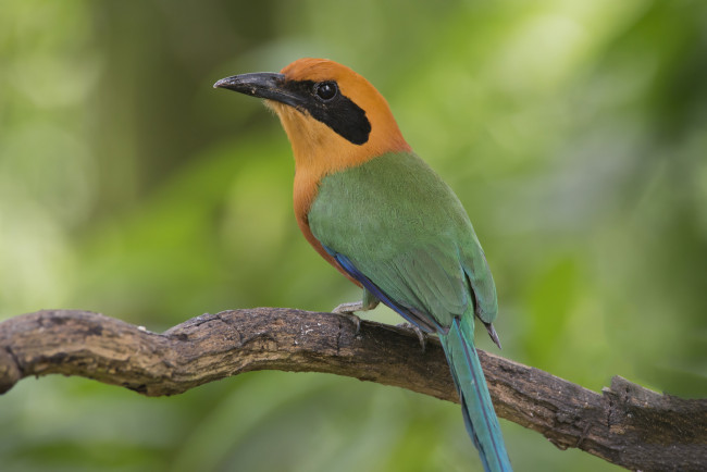 Обои картинки фото животные, птицы, птичка