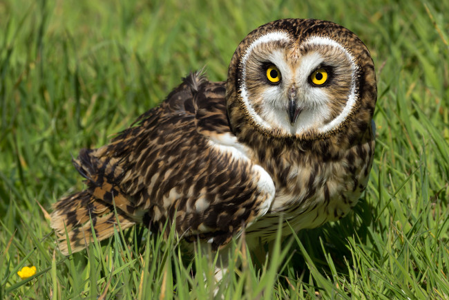 Обои картинки фото животные, совы, птичка