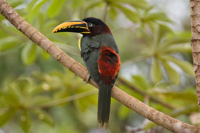 Обои картинки фото животные, туканы, птичка