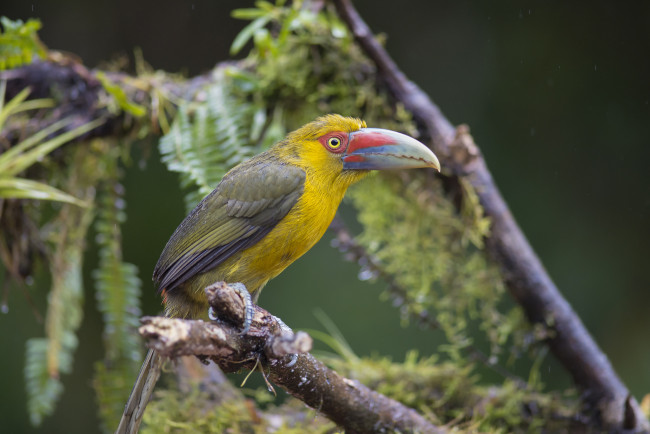 Обои картинки фото животные, туканы, птичка