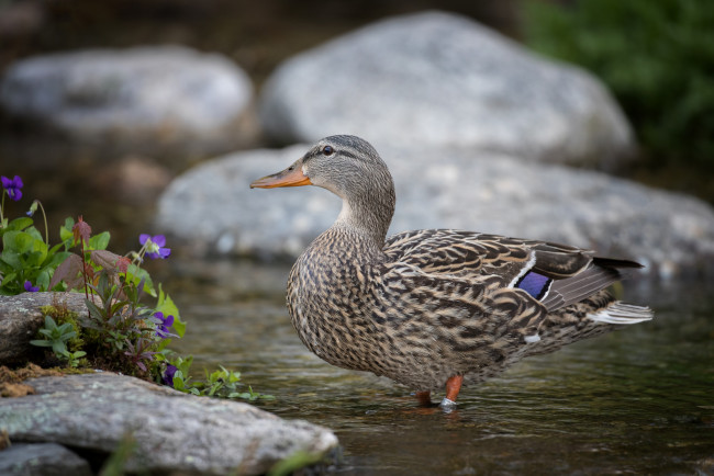 Обои картинки фото животные, утки, птичка