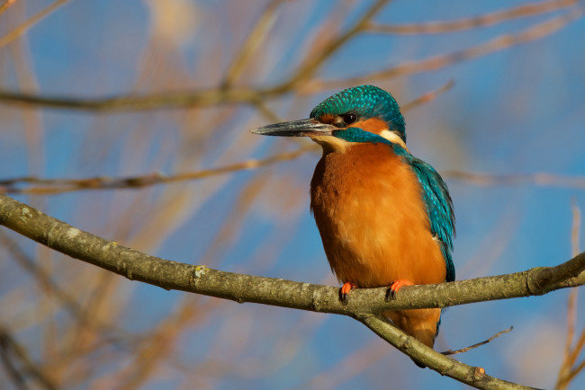 Обои картинки фото животные, зимородки, птичка