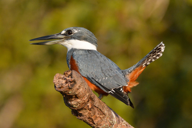 Обои картинки фото животные, зимородки, птичка